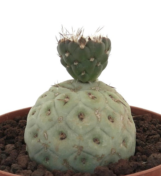 Tephrocactus geometricus rare succulent cactus with rounded segmented stems and spines