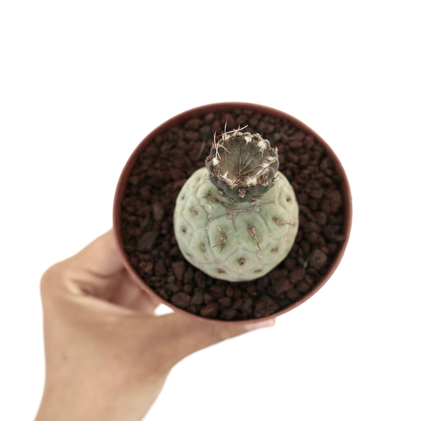 Tephrocactus geometricus small succulent cactus with pale green segmented body and spines