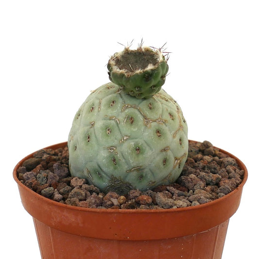 Tephrocactus geometricus sjelden sukkulent kaktus med runde knoller og små pigger i potte