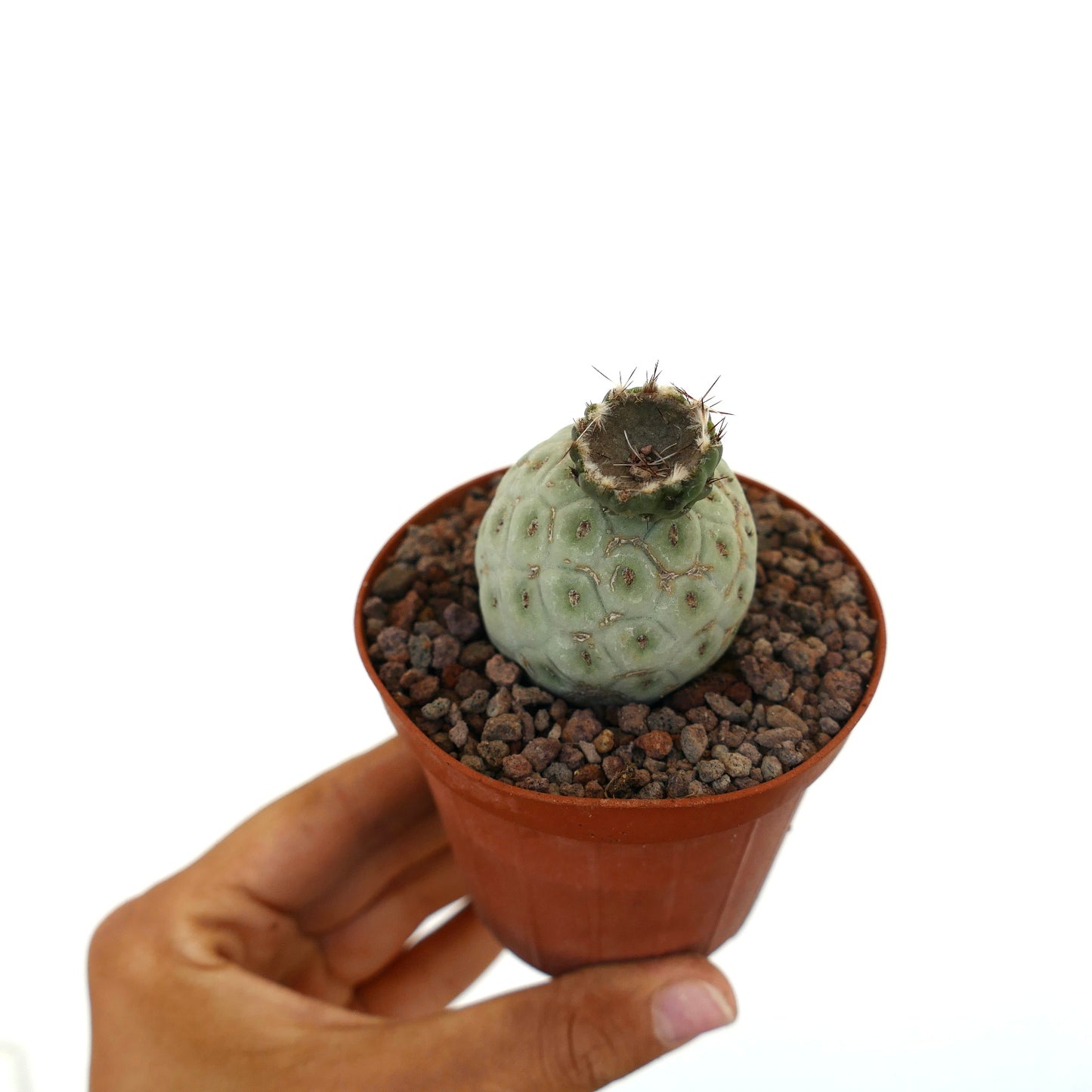 테프로카쿠투스 지오메트리쿠스 희귀 다육 식물 선인장, 둥글고 무늬 있는 줄기와 드문 가시가 있는 화분 내 식물