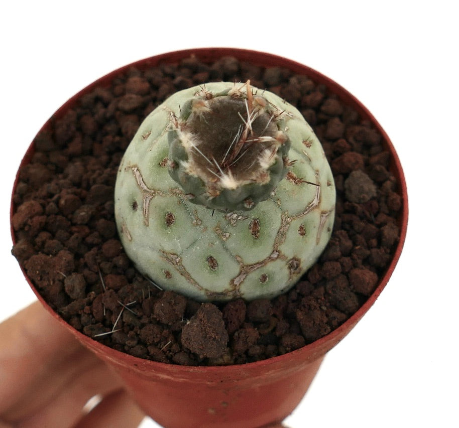 Tephrocactus geometricus sjelden sukkulent kaktus med rund segmentert kropp og korte pigger
