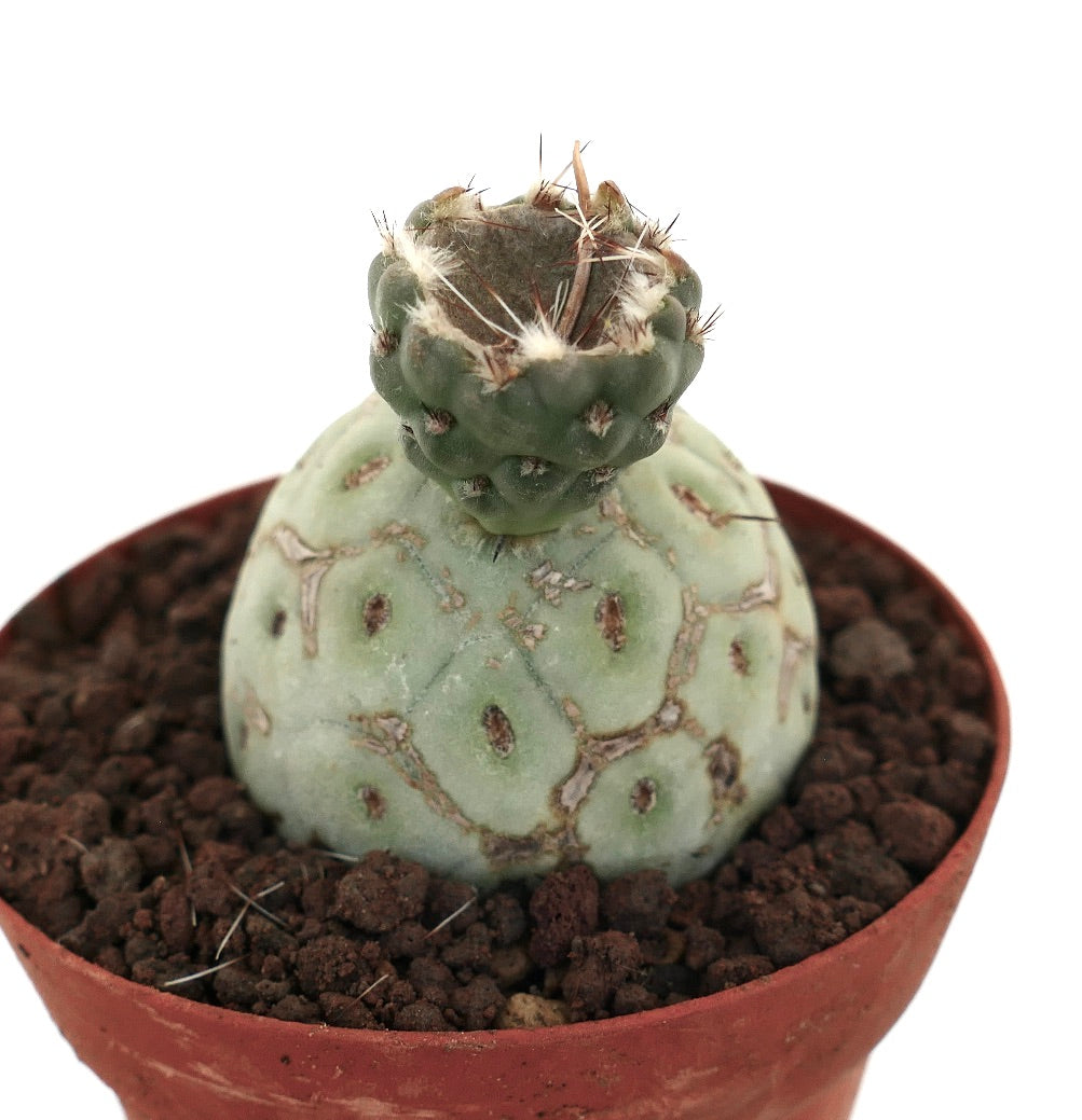 Tephrocactus geometricus sjelden sukkulent kaktus med avrundede segmenterte stammer og små pigger i potte