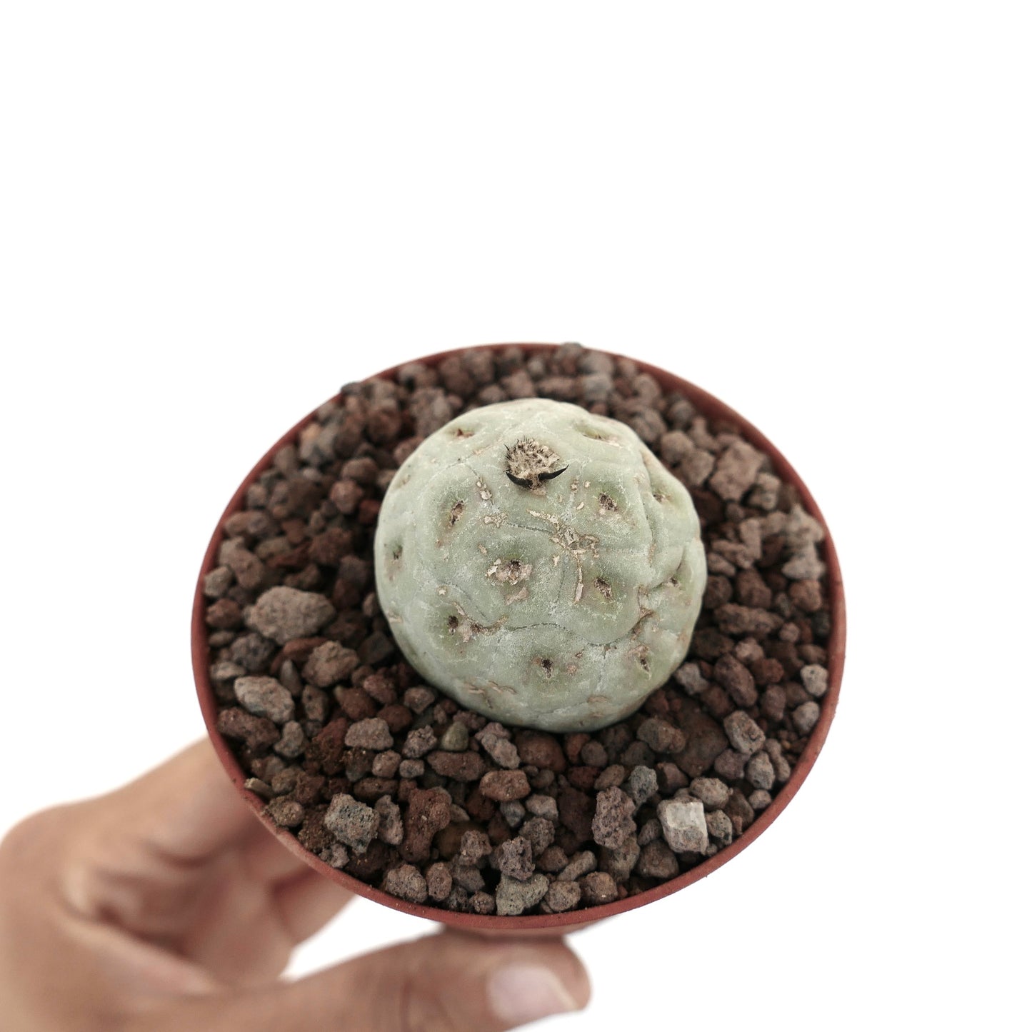Tephrocactus geometricus small round succulent cactus with pale green textured surface and sparse spines