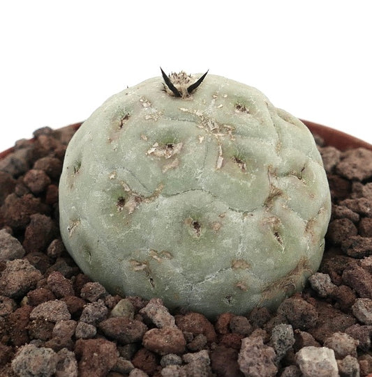 Tephrocactus geometricus raro cactus succulento con corpo arrotondato verde pallido e spine nere corte