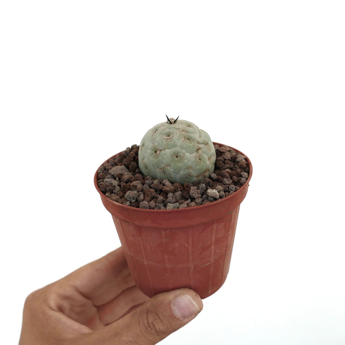 Tephrocactus geometricus small round succulent cactus with pale green textured surface and single spine