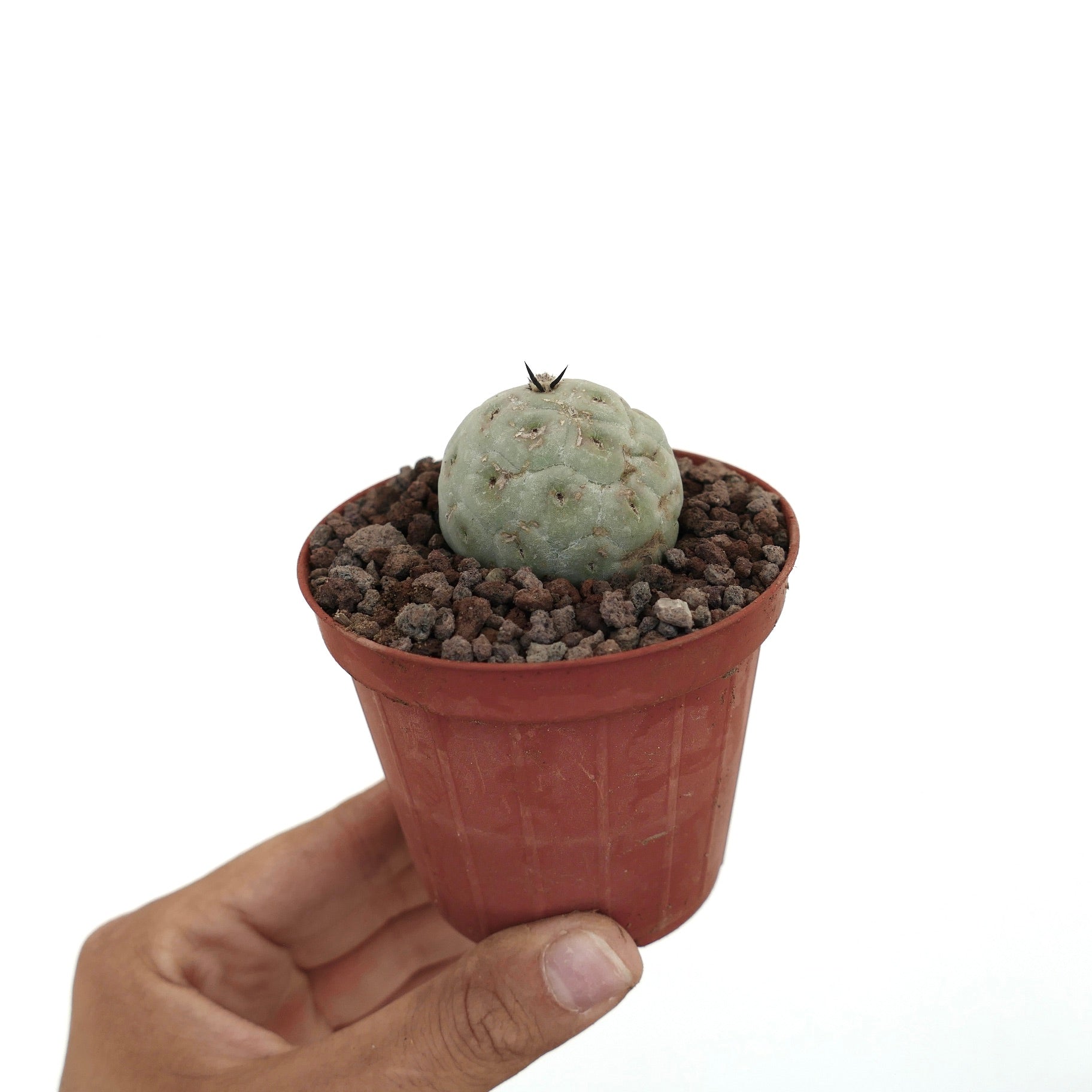 Tephrocactus geometricus small round succulent cactus with pale green textured surface and single spine