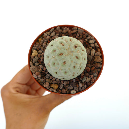 Tephrocactus geometricus liten rund saftig kaktus med blek grønn segmentert kropp og brune areoler