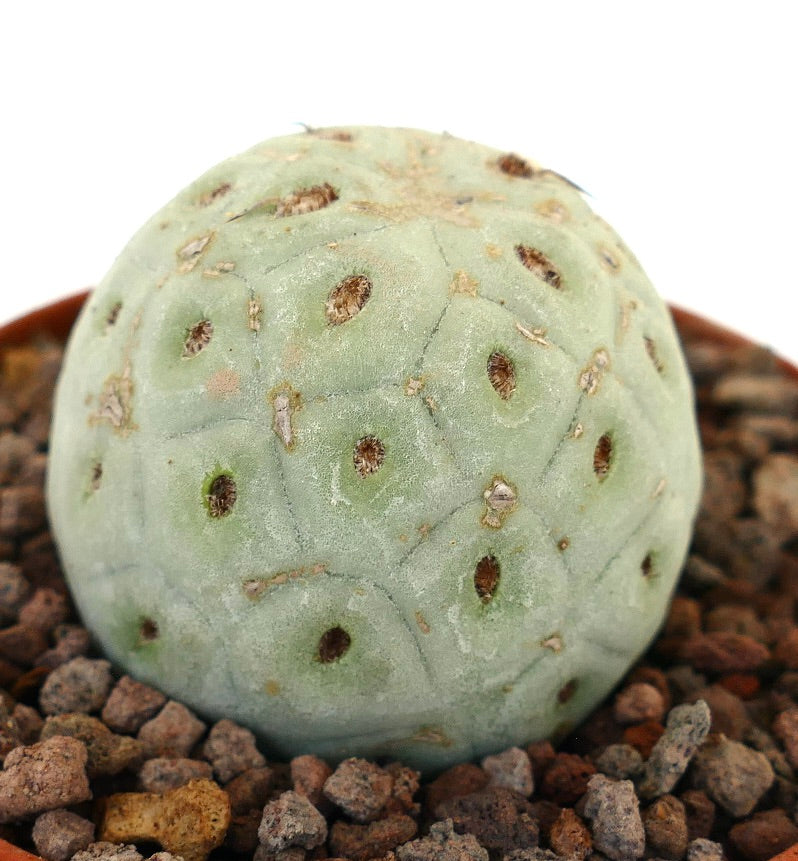 Tephrocactus geometricus sjelden sukkulent kaktus med avrundet, segmentert blek grønn kropp og små areoler