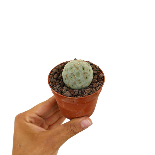 Tephrocactus geometricus liten rund sukkulent kaktus med blek grønn teksturert overflate i potte