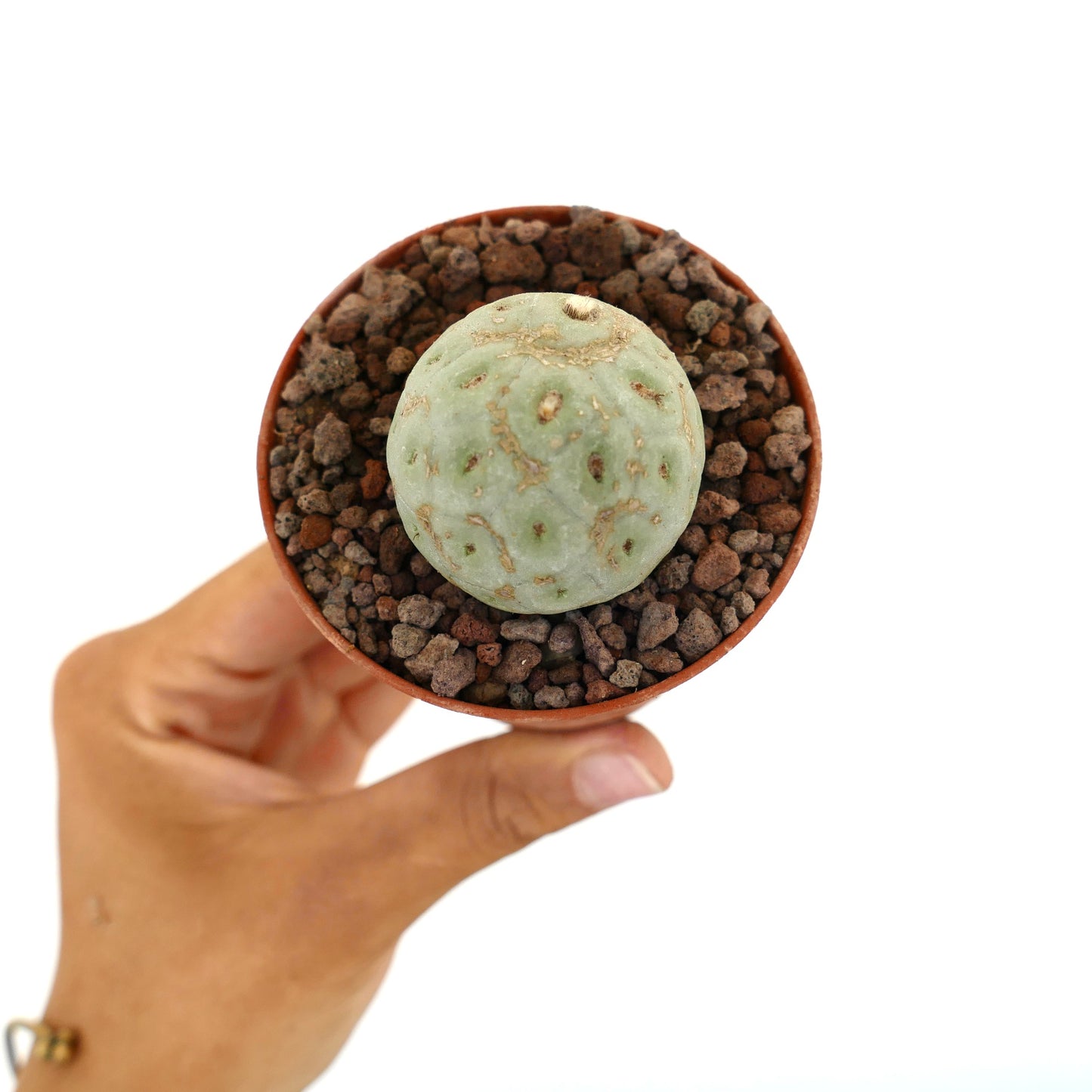 Tephrocactus geometricus liten rund saftig kaktus med matt grønn teksturert overflate