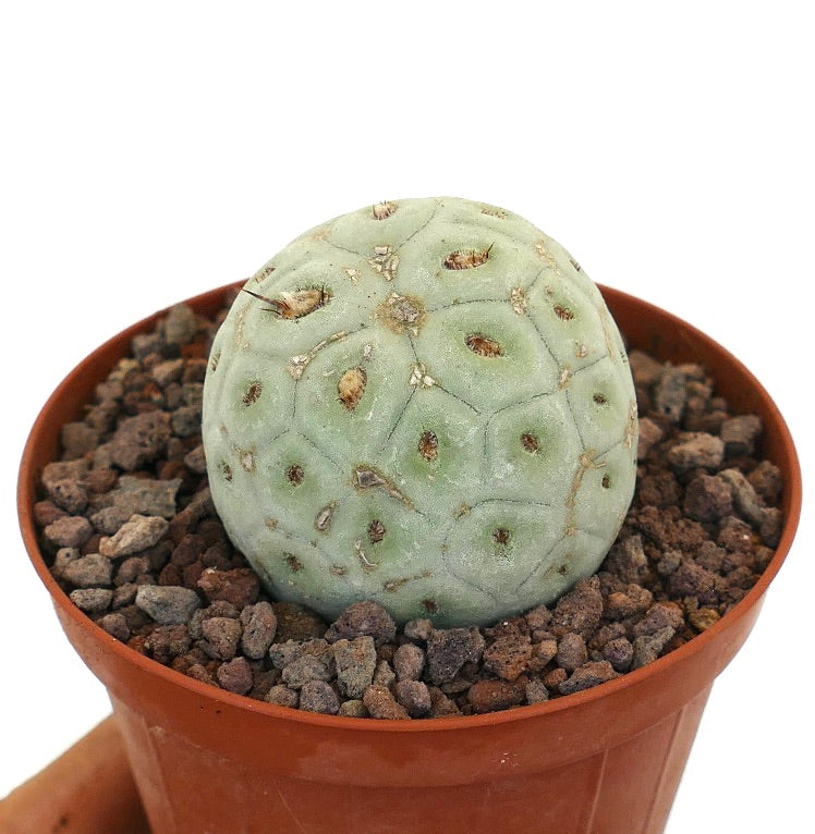 Tephrocactus geometricus sjelden sukkulent kaktus med avrundede segmenterte lysegrønne stammer og små torne