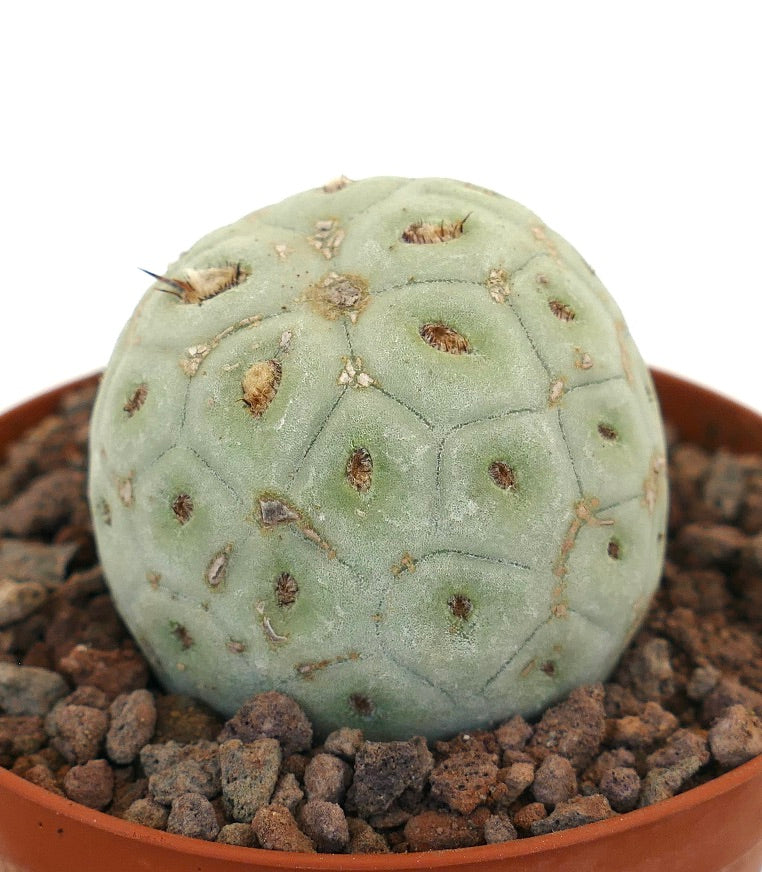 Tephrocactus geometricus sjelden sukkulent kaktus med avrundet segmentert lys grønt kropp og små torner