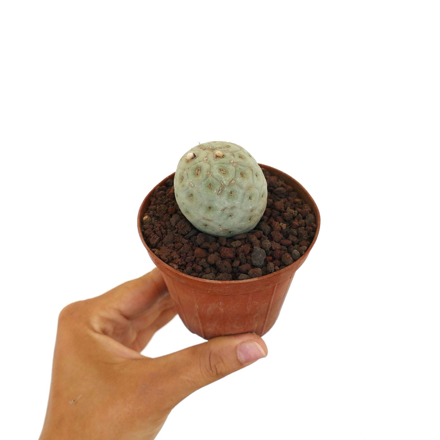 Tephrocactus geometricus liten rund sukkulent kaktus med blek grønn teksturert overflate