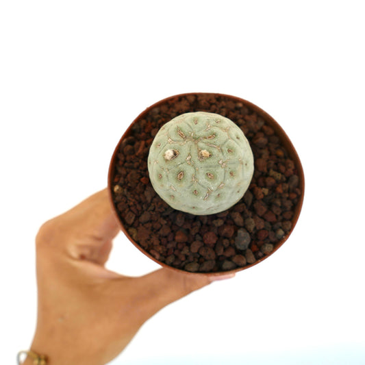 Tephrocactus geometricus liten rund saftig plante kaktus med blek grønn segmentert kropp