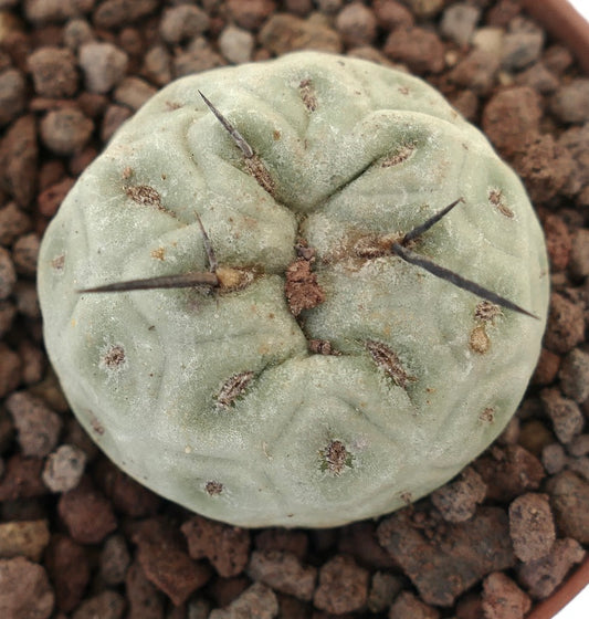 Tephrocactus geometricus sukkulent kaktus med blek grønt avrundet skall og lange mørke torner