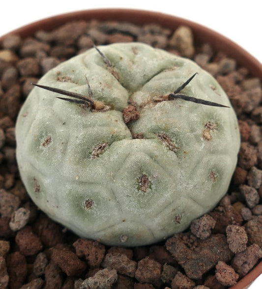 Tephrocactus geometricus sjelden sukkulent kaktus med geometriske mønstre og mørke torner i potte