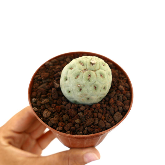 Tephrocactus geometricus piccolo cactus succulento rotondo con corpo segmentato verde pallido