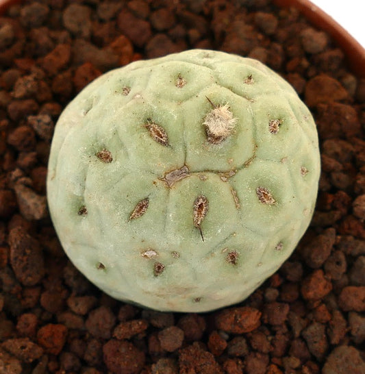 Tephrocactus geometricus raro cactus succulento con segmenti arrotondati e piccole spine
