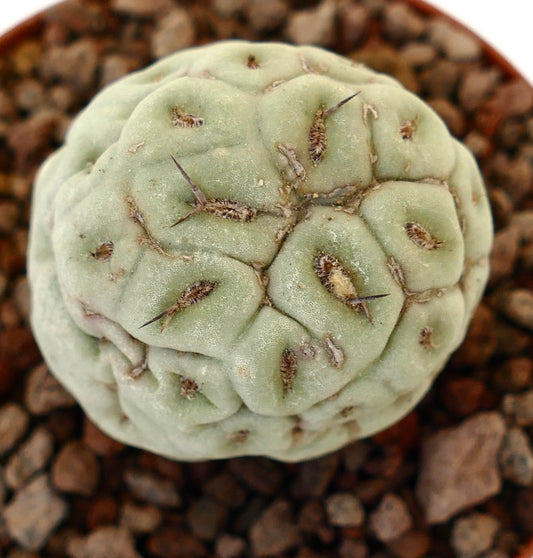 Tephrocactus geometricus sjelden sukkulent kaktus med avrundede segmenter og korte torner