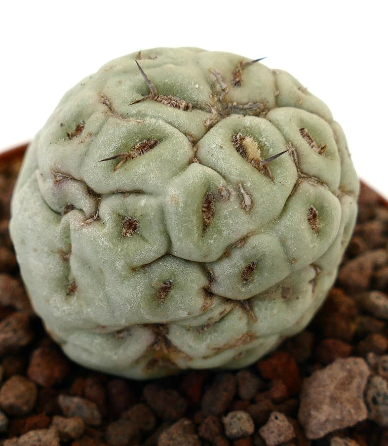 Tephrocactus geometricus sjelden sukkulent kaktus med runde knoller og korte pigger