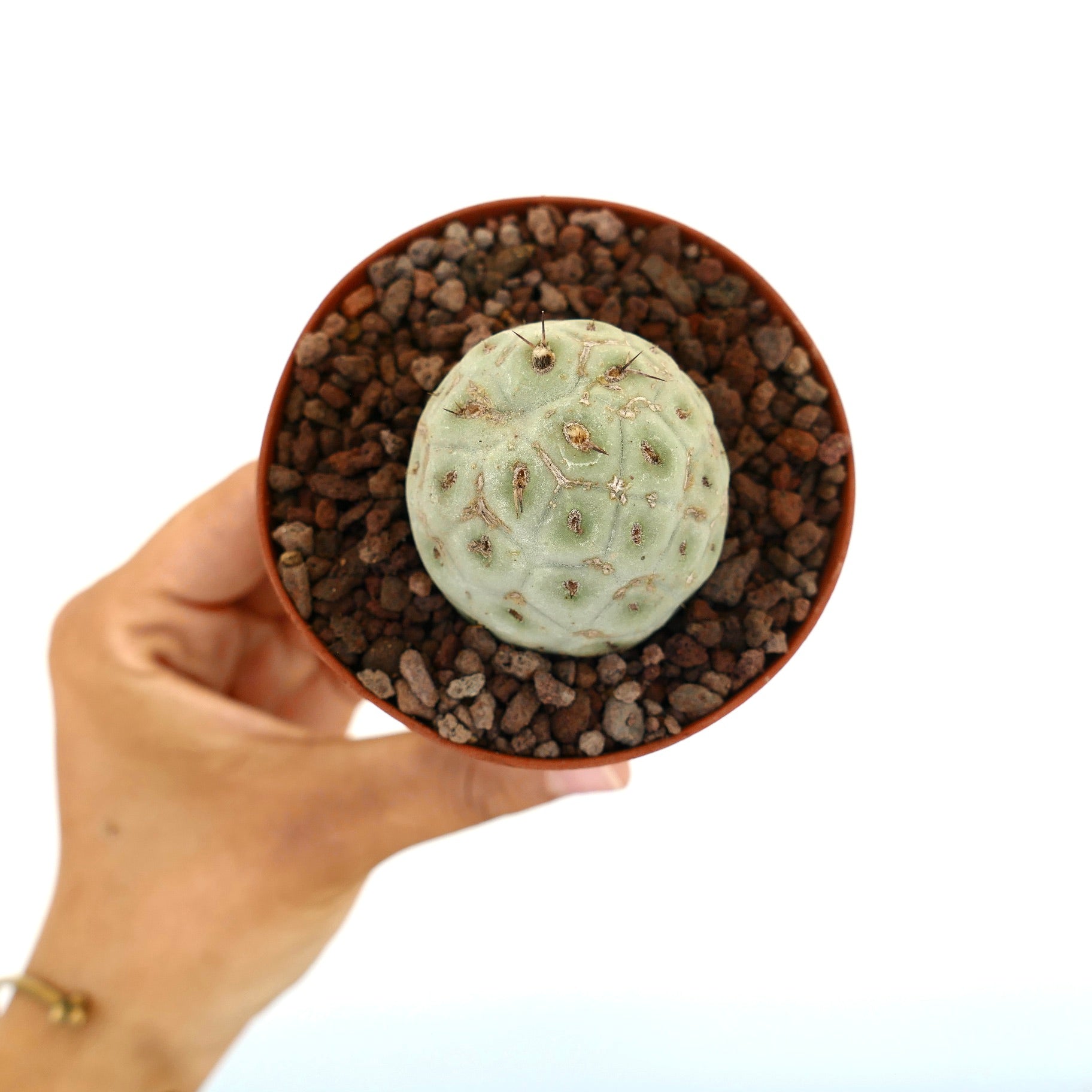 Tephrocactus geometricus small round succulent cactus with pale green segmented body and short spines
