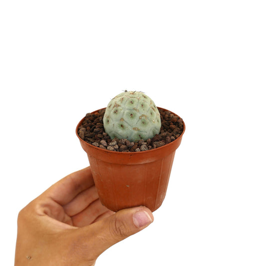 Tephrocactus geometricus liten rund saftig kaktus med blek grønn segmentert kropp og spredte torner i potte