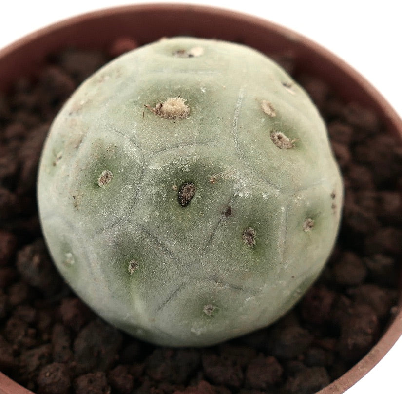 Tephrocactus geometricus rare succulent cactus with rounded segmented green body and small areoles