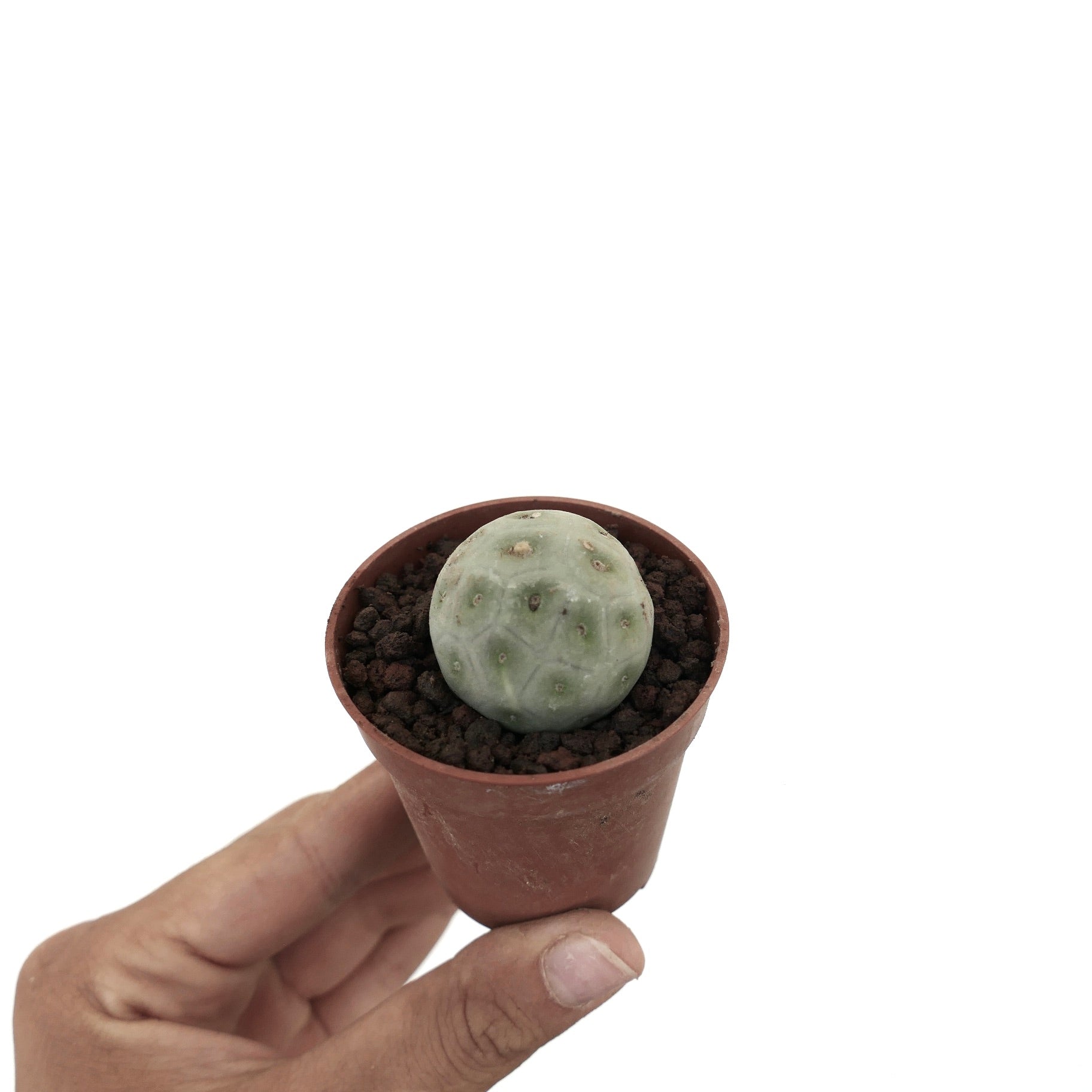 Tephrocactus geometricus small round succulent cactus with pale green segmented body in pot