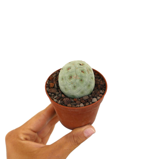 Tephrocactus geometricus liten rund sukkulent kaktus med blek grønn segmentert kropp i potte