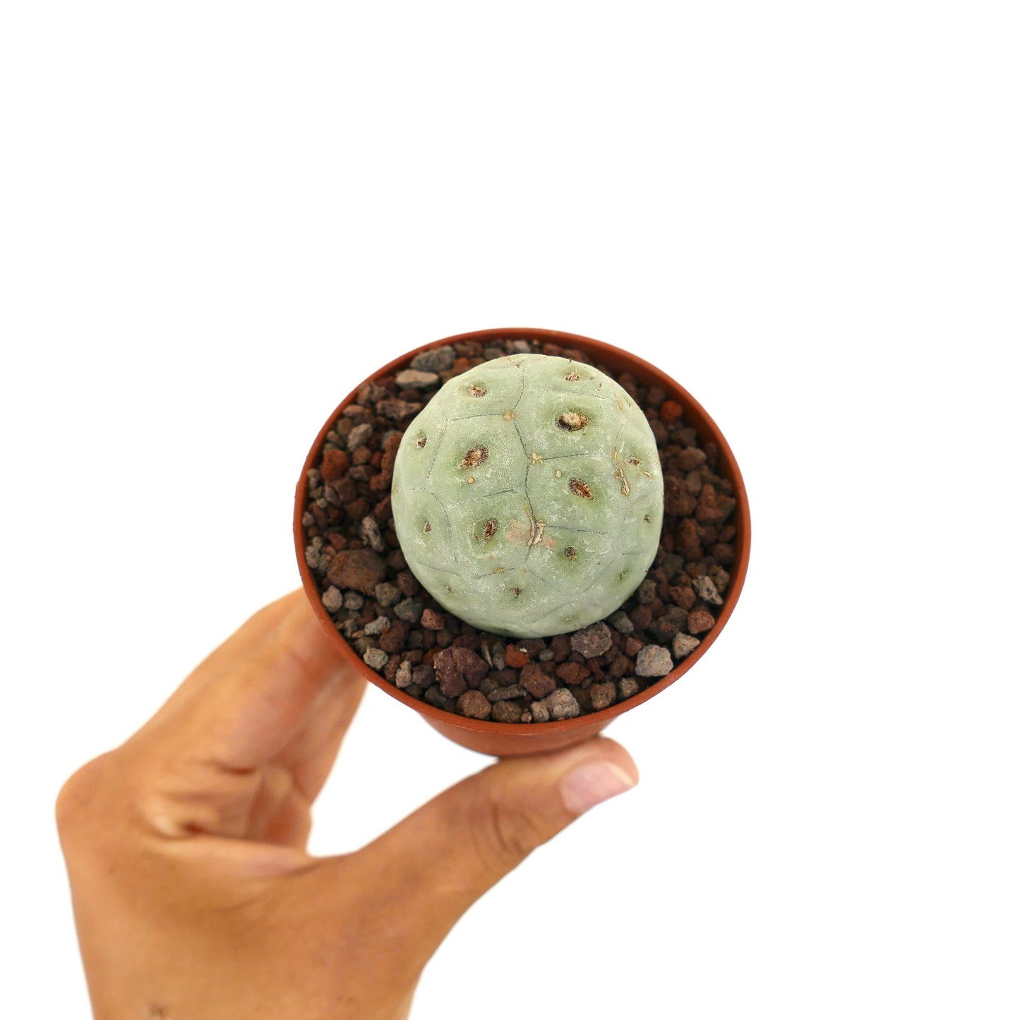 Tephrocactus geometricus liten rund sukkulent kaktus med blekgroent segmentert kropp