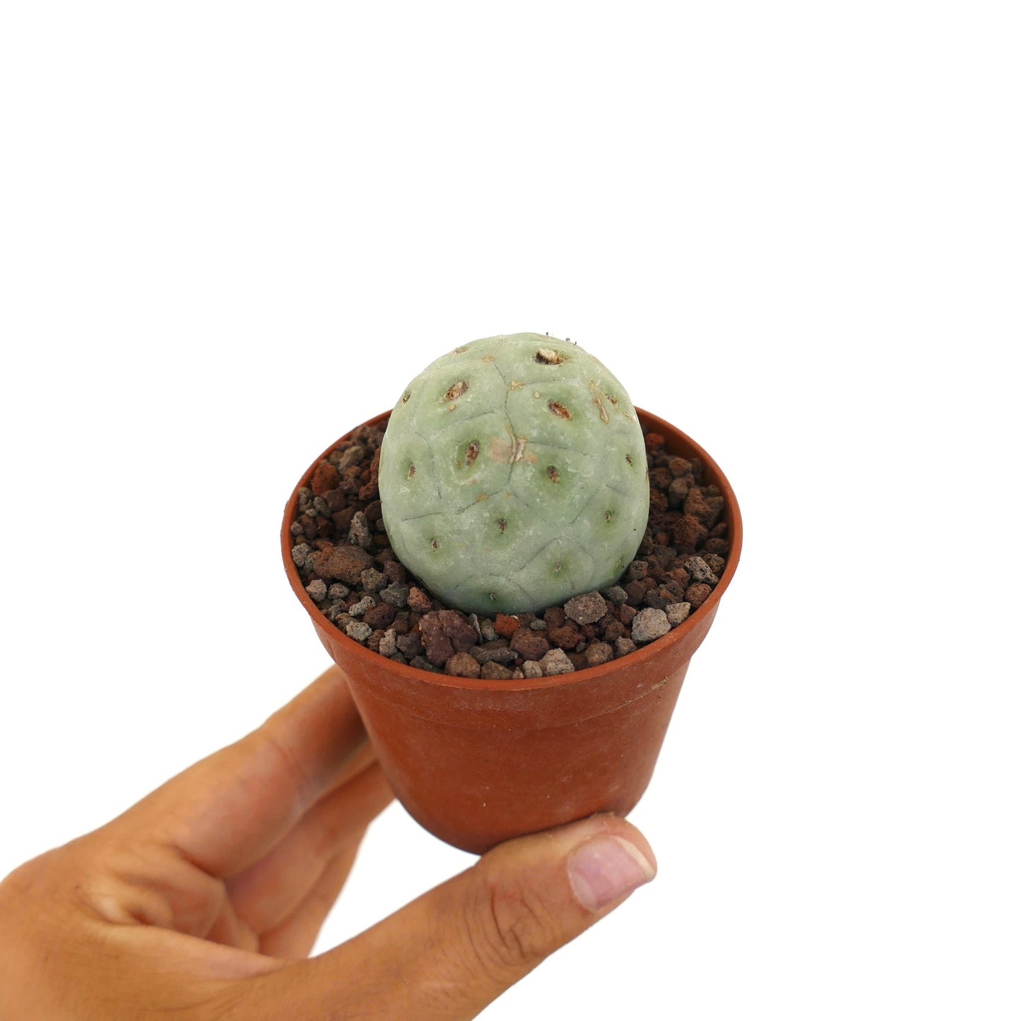 Tephrocactus geometricus liten rund saftig kaktus med blek grønn segmentert kropp