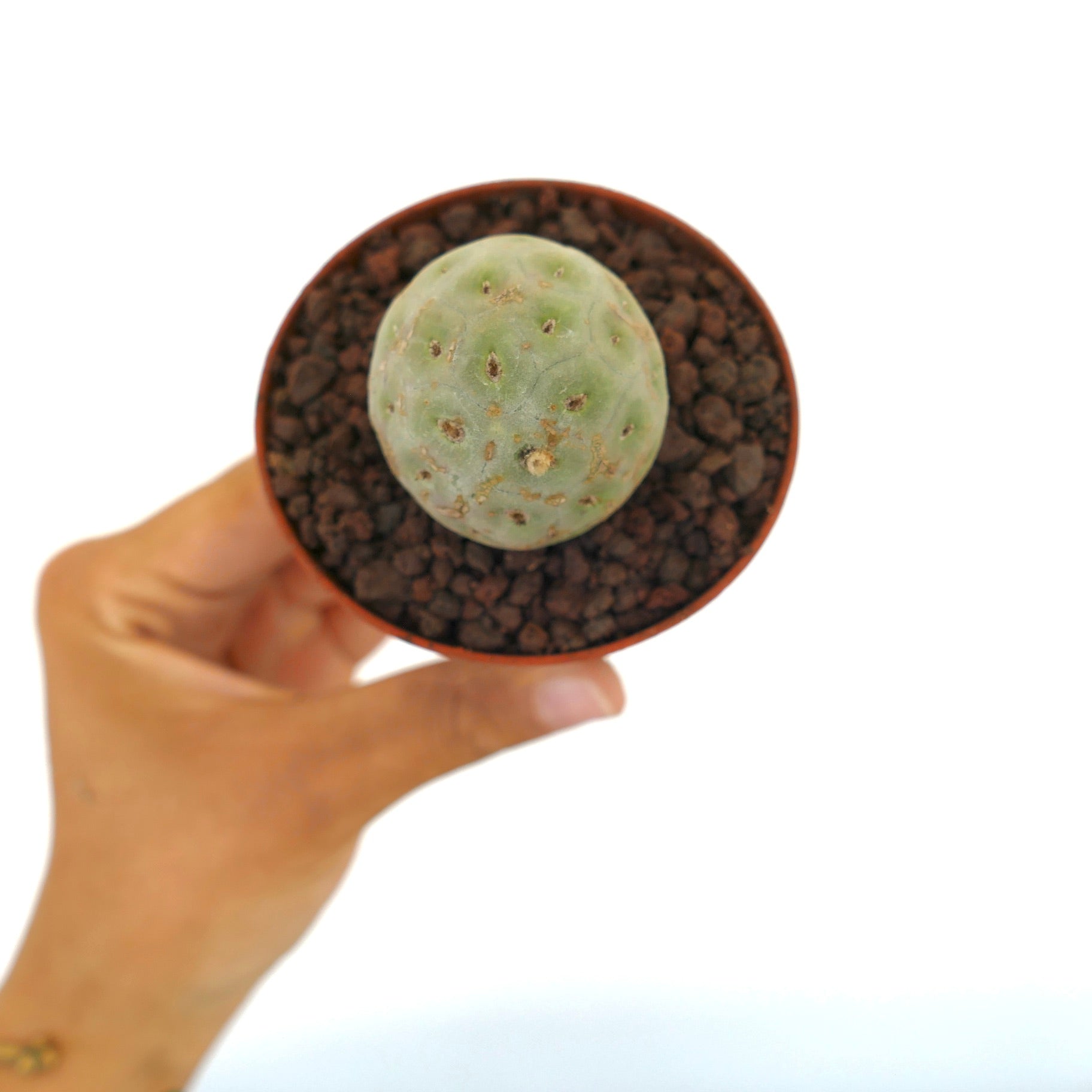 Tephrocactus geometricus liten rund sukkulent kaktus med blek grønn segmentert kropp og areoler