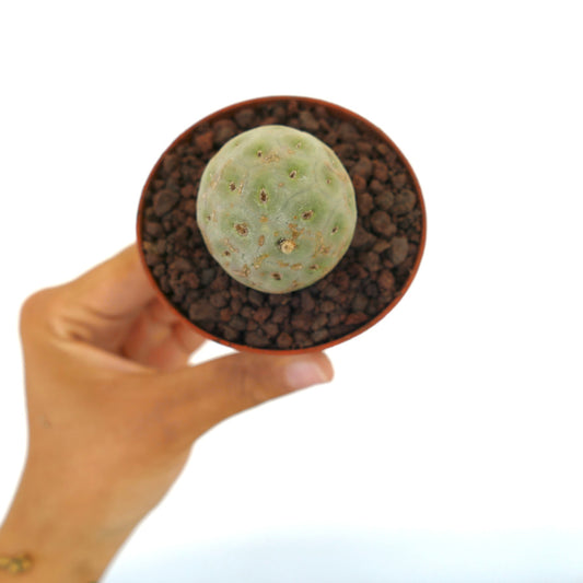 Tephrocactus geometricus liten rund sukkulent kaktus med blek grønn segmentert kropp og areoler