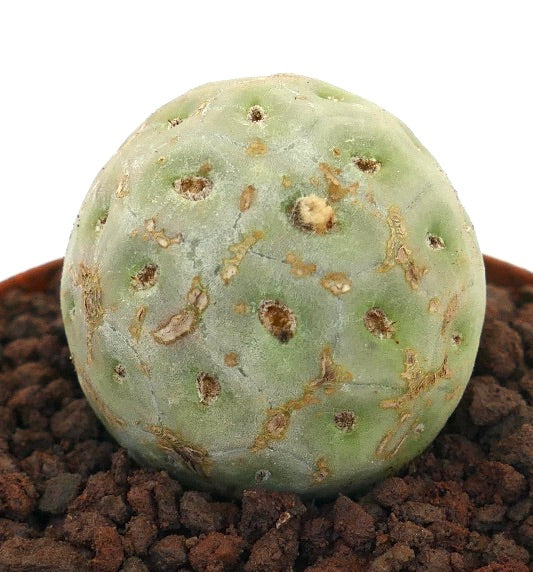 Tephrocactus geometricus sjelden sukkulent kaktus med avrundet form og teksturert overflate