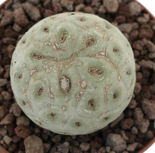 Tephrocactus geometricus rund sukkulent kaktus med blek grønn teksturert overflate og små areoler