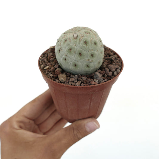 Tephrocactus geometricus liten rund sukkulentkaktus med blek grønn segmentert kropp i potte