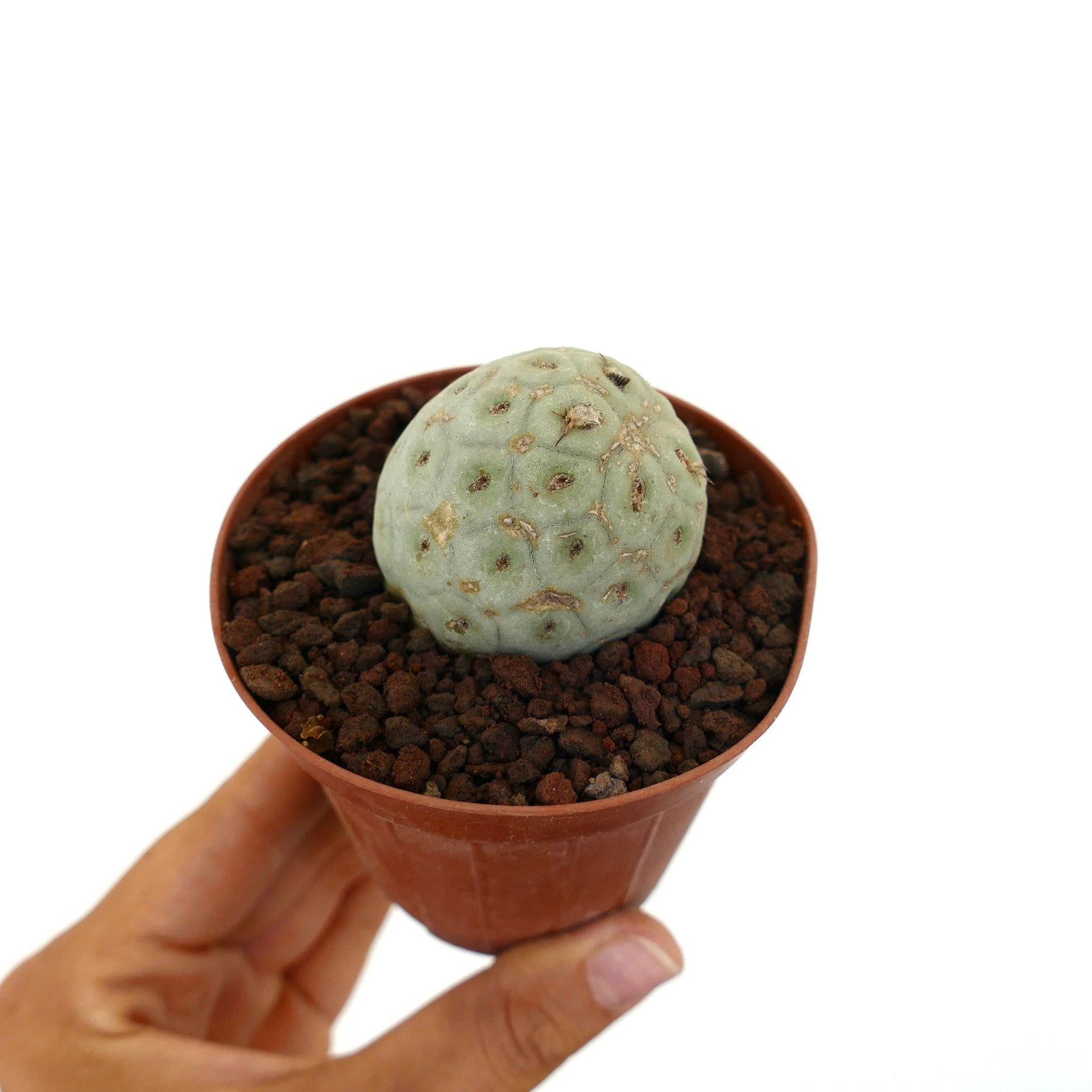 Tephrocactus geometricus liten rund sukkulent kaktus med blek grønn segmentert kropp