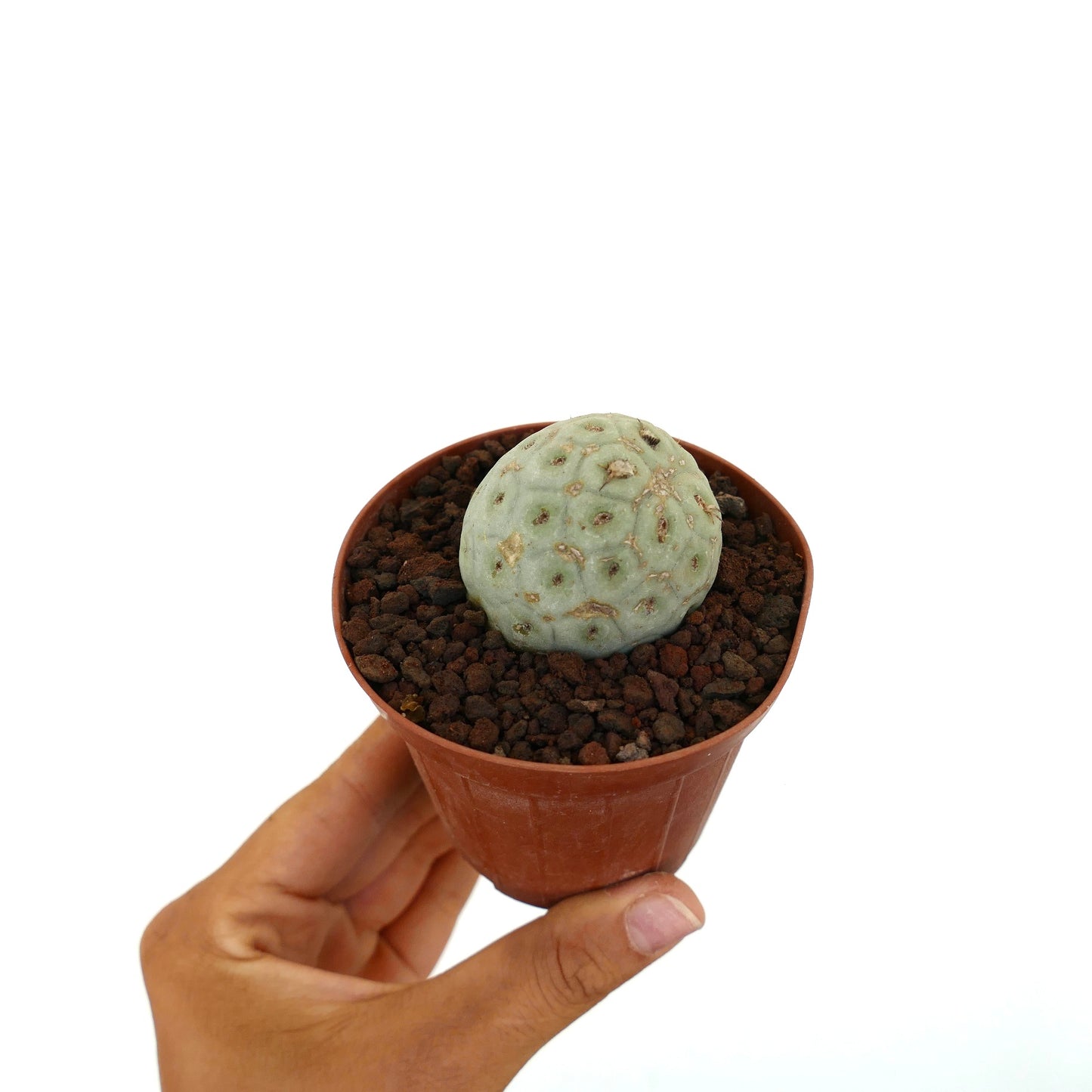 Tephrocactus geometricus sjelden sukkulent kaktus med avrundet, segmentert blekgrønn stamme i potte