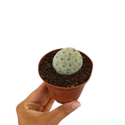 Tephrocactus geometricus sjelden sukkulent kaktus med avrundet, segmentert blekgrønn stamme i potte