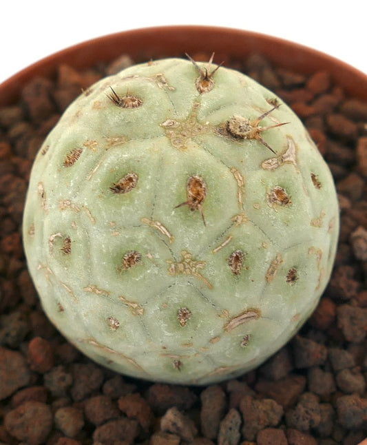 Tephrocactus geometricus sjelden sukkulent kaktus med blekgrønne runde segmenter og korte torner