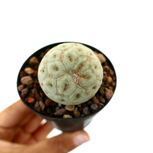 Tephrocactus geometricus piccolo cactus succulento rotondo con superficie verde pallido e areole marroni