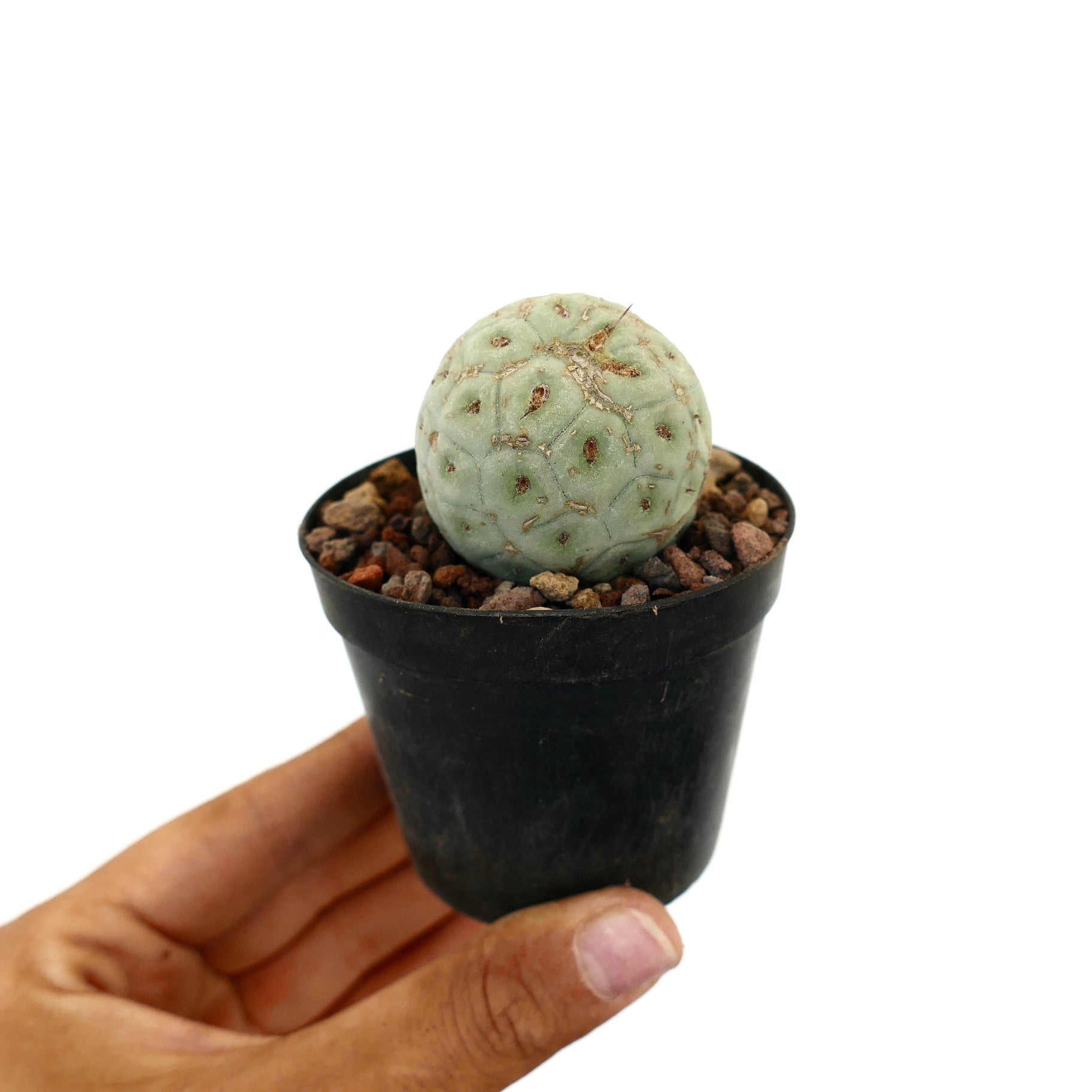 Tephrocactus geometricus piccolo cactus succulento rotondo con corpo segmentato verde pallido
