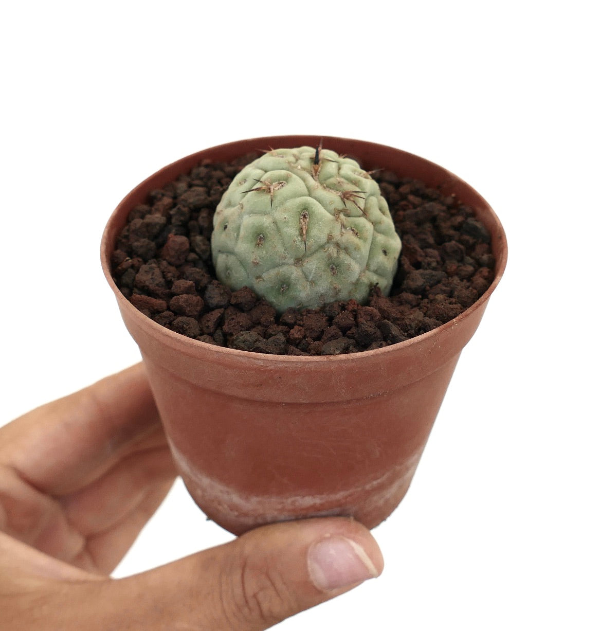 Tephrocactus geometricus small round succulent cactus with pale green segmented body and short spines