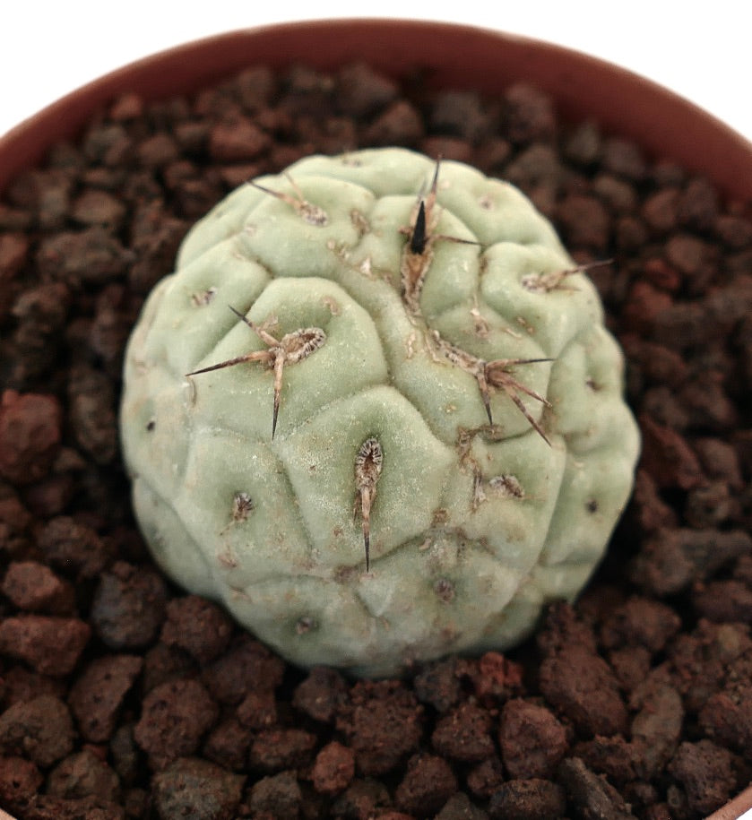 全植物コレクション | botanicalarchive.com | 今すぐショップを探索する