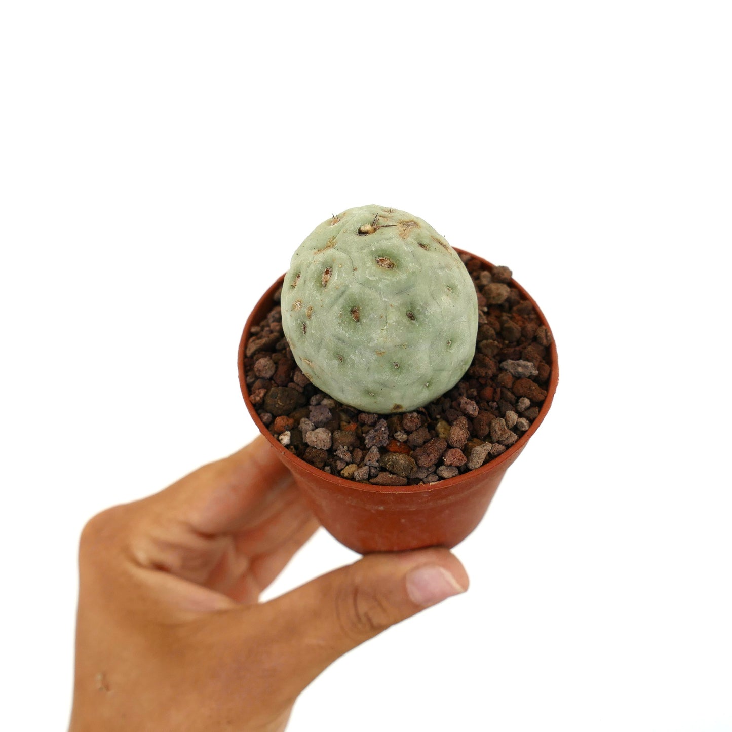 Tephrocactus geometricus small round succulent cactus with pale green segmented body and sparse spines