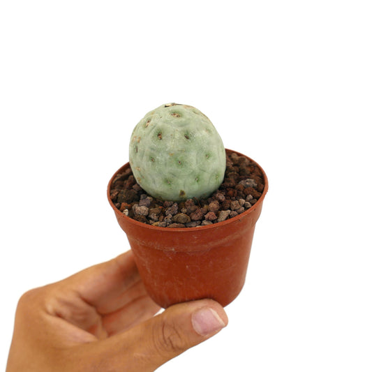 Tephrocactus geometricus liten rund sukkulent kaktus med blek grønn segmentert kropp i potte