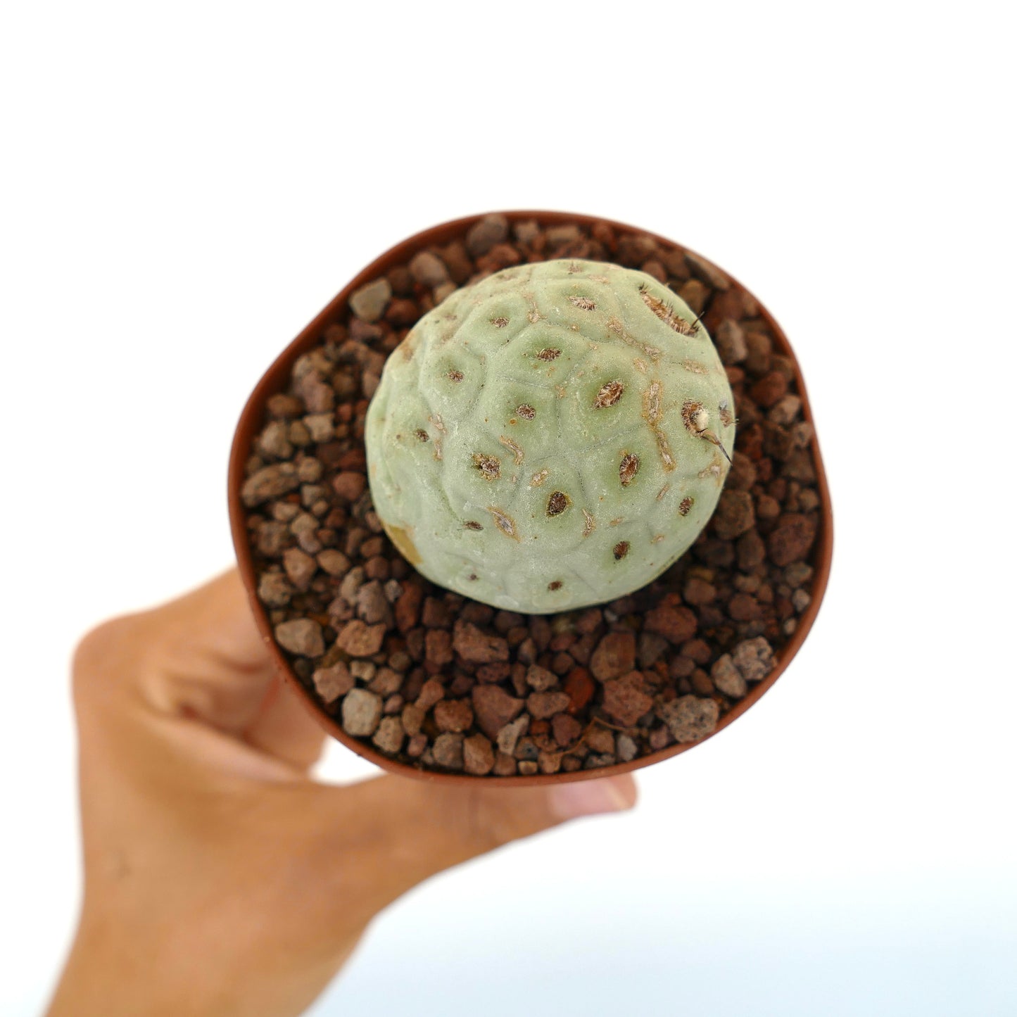 Tephrocactus geometricus sjelden sukkulent kaktus med avrundet segmentert blek grønn stilk