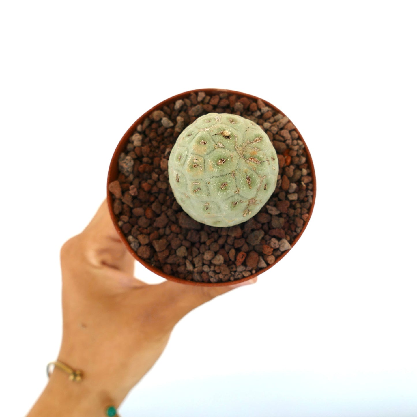 Tephrocactus geometricus sjelden sukkulent kaktus med avrundet segmentert lys grønn stamme