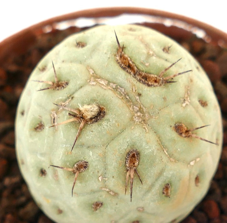 Tephrocactus geometricus rare succulent cactus with round pale green body and short spines
