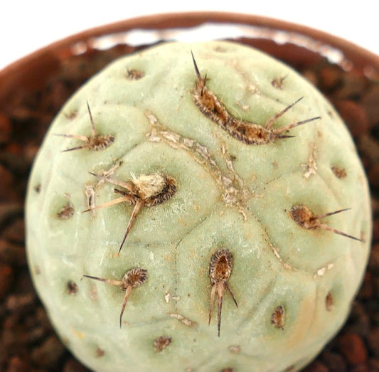 Tephrocactus geometricus sjelden sukkulent kaktus med rund, lyst grønn kropp og korte pigger